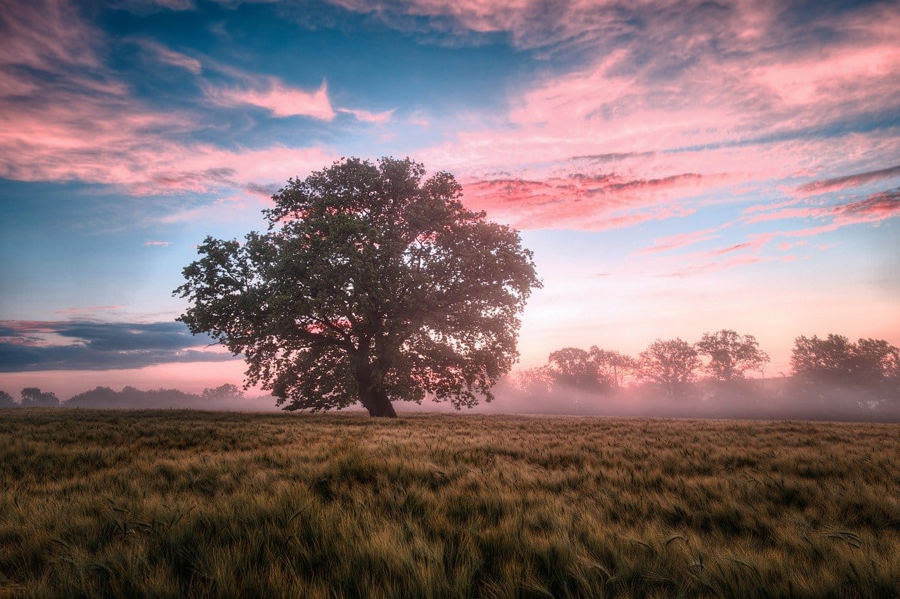 A tree in a field with a beautiful sky behind it