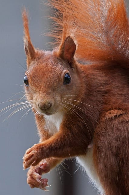 Squirrel from Pixabay